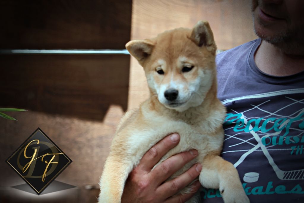 Des Griffes de Feu - Chiot disponible  - Shiba