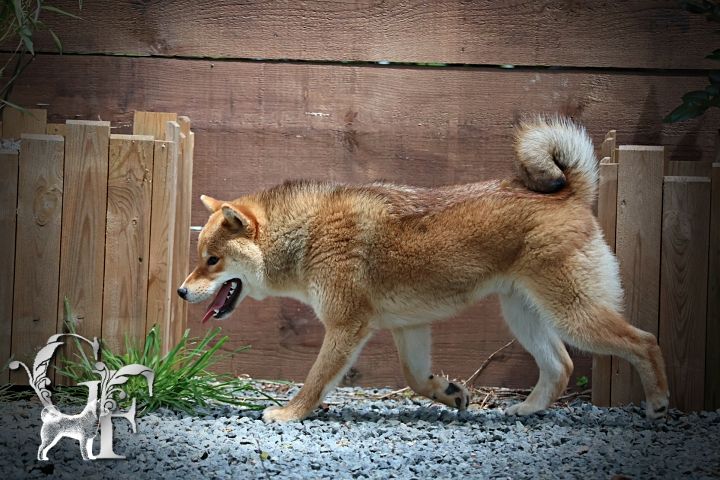 Des Griffes de Feu - Chiot disponible  - Shiba