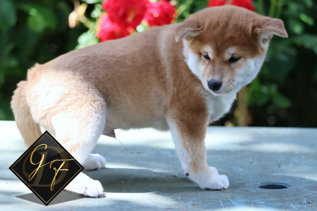 Des Griffes de Feu - Chiot disponible  - Shiba