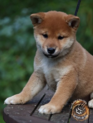 Umako des Griffes de Feu