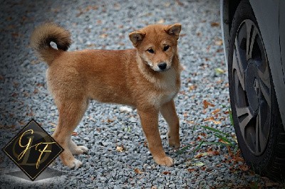 Velours des Griffes de Feu