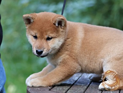 Umako des Griffes de Feu