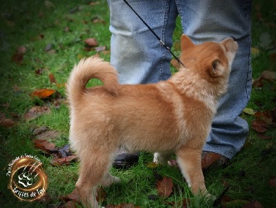 Uriko des Griffes de Feu 