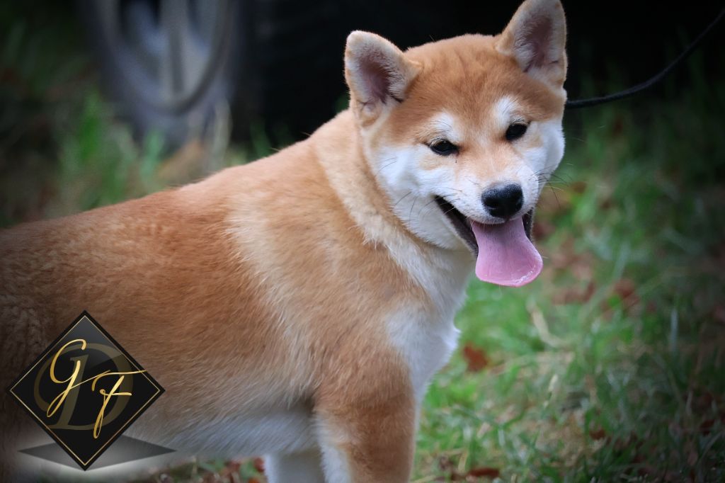 Des Griffes de Feu - Chiot disponible  - Shiba