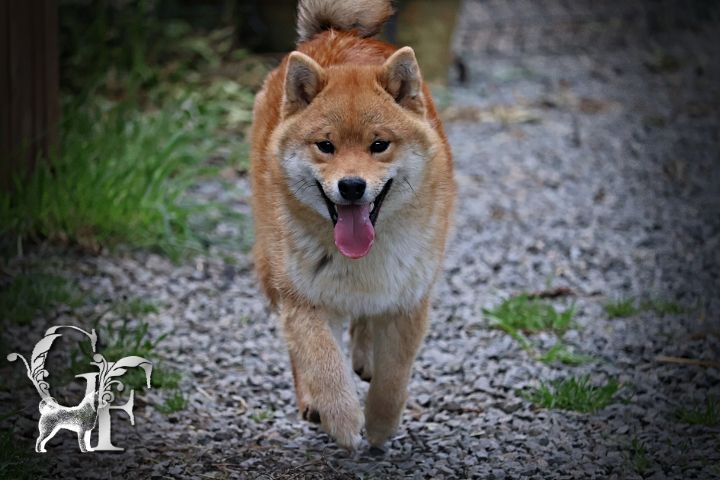 Des Griffes de Feu - Chiots disponibles - Shiba